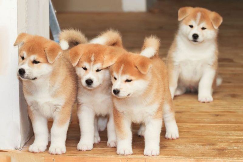 Akita Akita